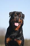 ROTTWEILER 627